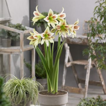 Amaryllis Cleopatra