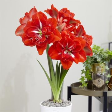 Amaryllis Happy Nymph