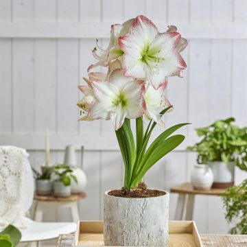 Amaryllis Sofia