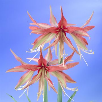Amaryllis Sumatra