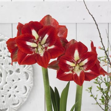 Amaryllis Barbados