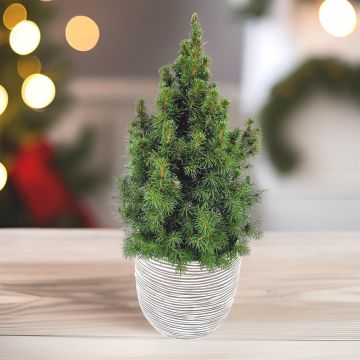 Picea conica 9 cm pot