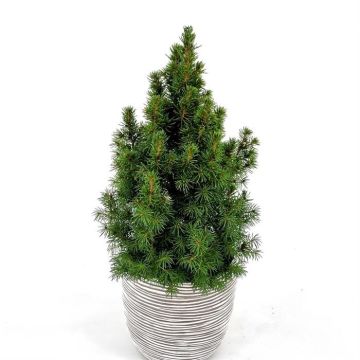 Picea conica 9 cm pot