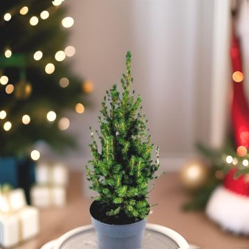 Picea conica 21 cm pot