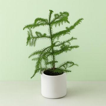 Araucaria 12 cm pot Studio