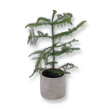 Araucaria 12 cm pot