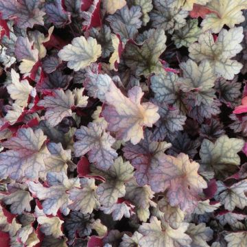 Heuchera Glitter