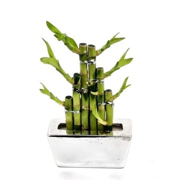 Dracaena lucky bamboo v3