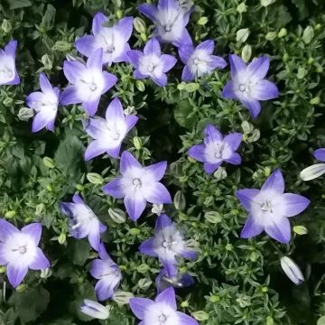 Campanula isophylla Berlin Bicolor