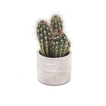 Cactus Pringlei 10 cm