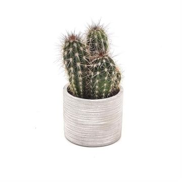 Cactus Pringlei 10 cm