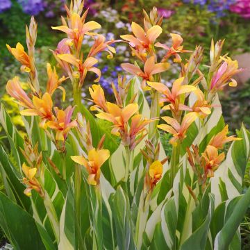 Canna Stuttgart