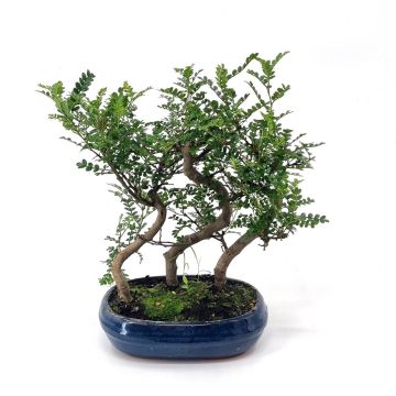 Bonsai Zanthoxylum Forrest