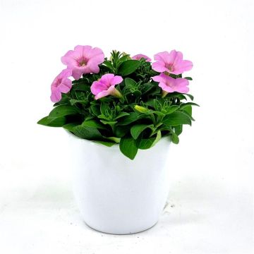 Petuni Pink