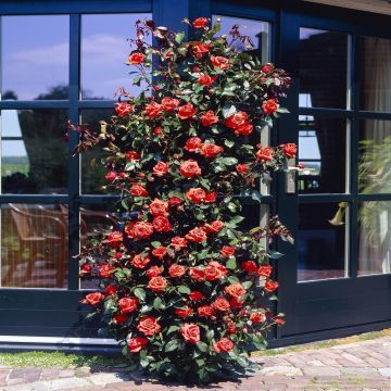 Climbing Rose Red V