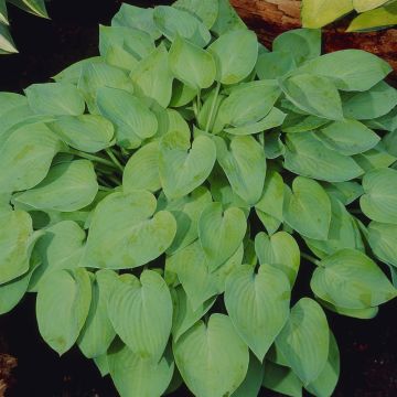 Hosta Abiqua Drinking Gourd