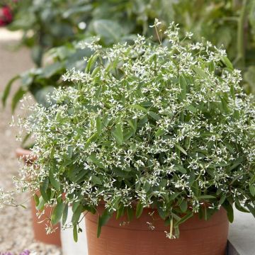 Euphorbia Diamond Frost