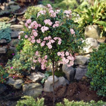 Standard Rose Pink