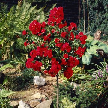 Dtandard Rose Red