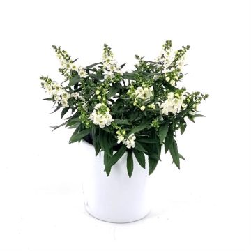 Angelonia Angustifolia White