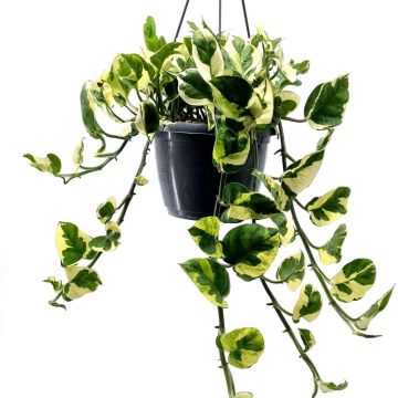 Epipremnum Scindapsus