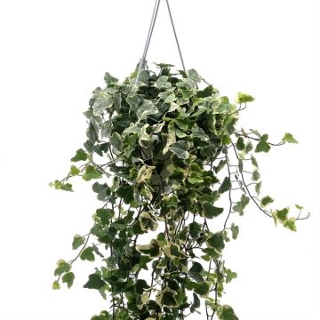 Hedera White Wonder