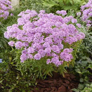 Iberis Mermaid Lavender