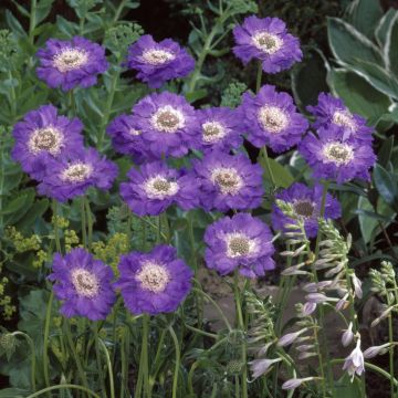 Scabiosa caucasica Staefa