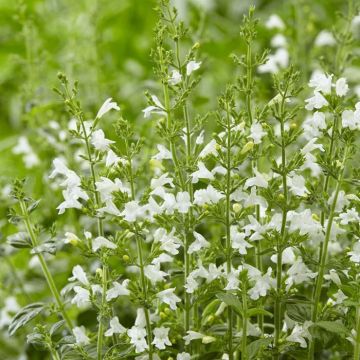 Calamintha nepeta Marvelette (White)