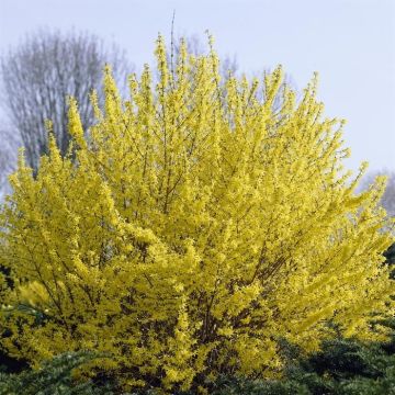 Forsythia Minigold