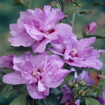 Hibiscus Ardens