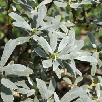 Salix Helvetica