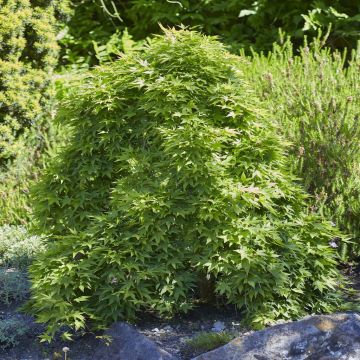 Acer palmatum (als going green)