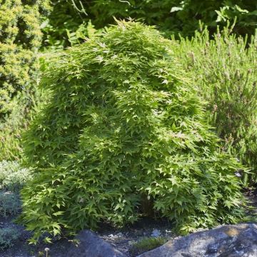 Acer palmatum (als going green)