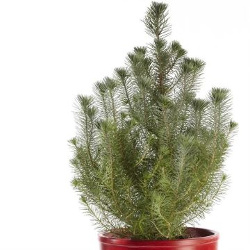 Pinus Silver Crest