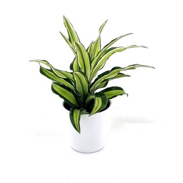 Dracaena fragrans Malaika