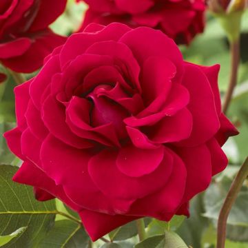 Rosa That's Yazz Poulnorm(als Romantic Queen)