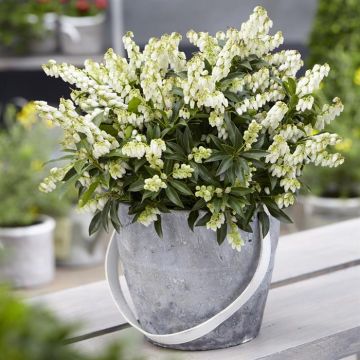 Pieris Taiwanensis