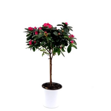 Rhododendron Simsii Dark Pink Standard