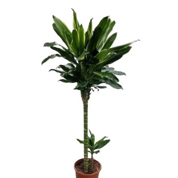 Dracaena fragrans Golden Coast 24 cm pot
