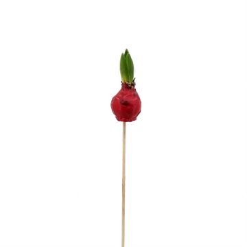 Rode Wax Hyacinth op stock