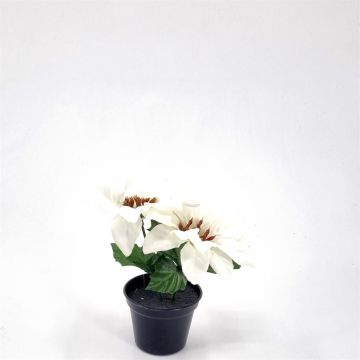 Kunststof kerstroos Wit 7 cm pot