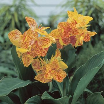 Canna Golden Lucifer