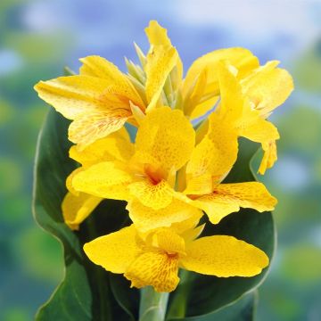 Canna Yara
