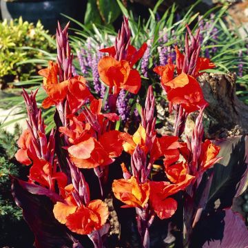 Canna Red King Humbert