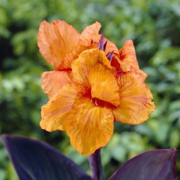 Canna Wyoming