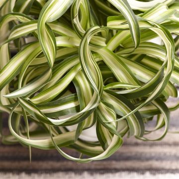 Chlorophytum Bonnie