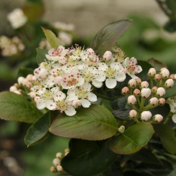 Aronia prunifolia Nero Aronia prunifolia Nero