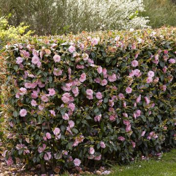 Camellia Spring Festival