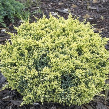 Juniperus squamata Drean Joy Juniperus squamata Drean Joy